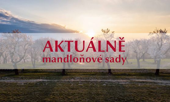 Mandloňové sady aktuálně