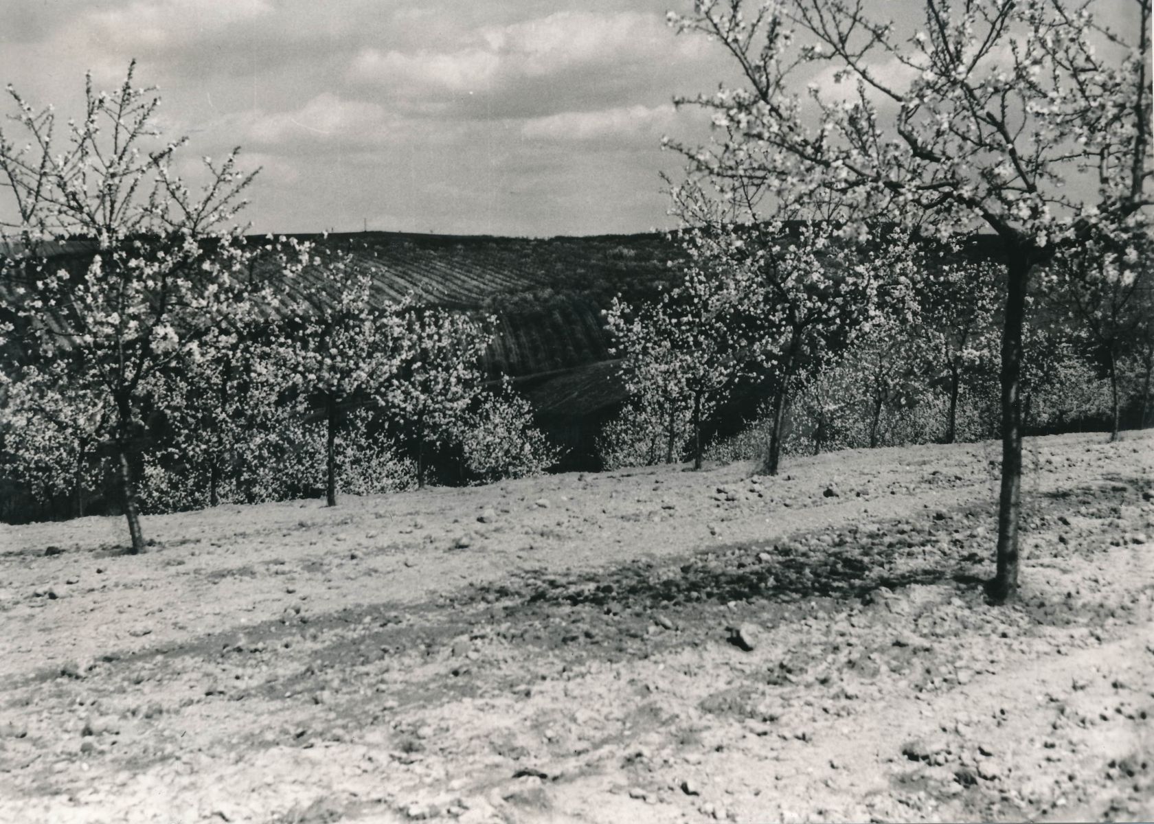 Historická fotografie mandloňových sadů v hustopečích