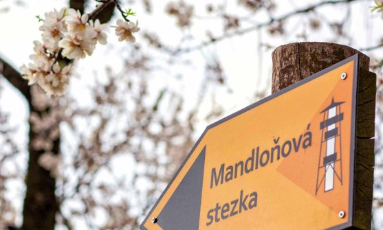 Slavnosti mandloní a vína Hustopeče 2026